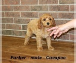 Small #2 Cavapoo