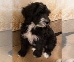 Small Photo #1 Bernedoodle Puppy For Sale in SCOTTSDALE, AZ, USA