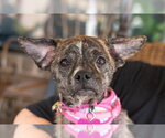 Small Photo #2 Boston Terrier-Unknown Mix Puppy For Sale in Mundelein, IL, USA