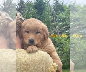 Golden Retriever Puppy for sale in BURNS, KS, USA