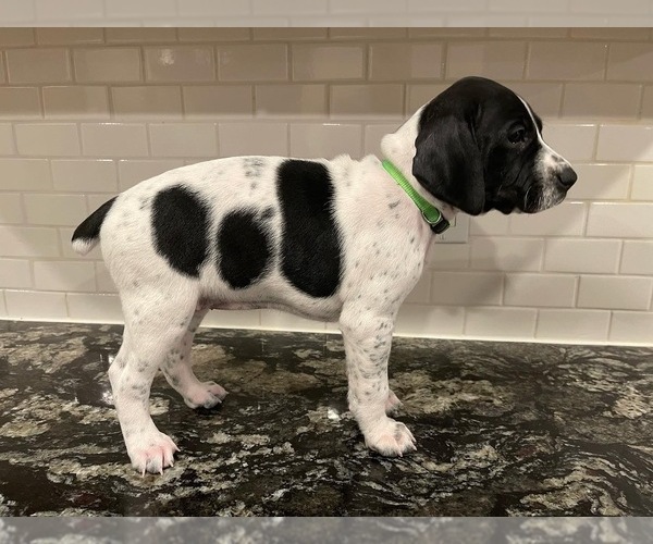 Full screen Photo #1 German Shorthaired Pointer Puppy For Sale in ROCKLIN, CA, USA
