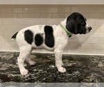Small Photo #1 German Shorthaired Pointer Puppy For Sale in ROCKLIN, CA, USA