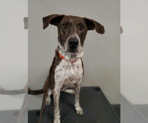 Medium Photo #8 Mountain Cur-Unknown Mix Puppy For Sale in Monterey, VA, USA