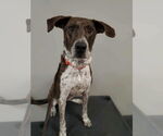 Small #7 Mountain Cur Mix