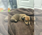 Small Chiweenie