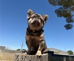 Small #2 French Bulldog