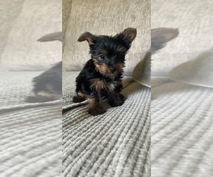Yorkshire Terrier Puppy for sale in VIRGINIA BEACH, VA, USA