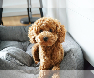 Poodle (Toy) Puppy for sale in MILTON, GA, USA
