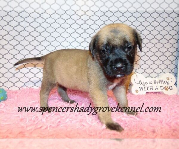 Medium Photo #13 Mastiff Puppy For Sale in CABOOL, MO, USA