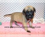 Small #12 Mastiff