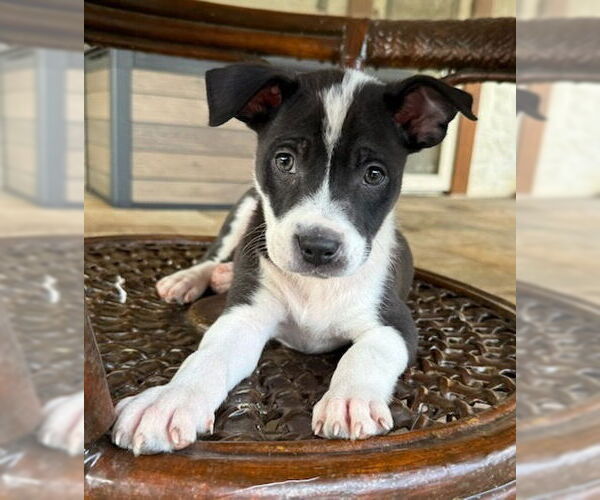 Medium Photo #1 Borador Puppy For Sale in Lakewood, CO, USA