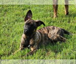 Small Photo #4 German Shepherd Dog-Unknown Mix Puppy For Sale in Mooresville, NC, USA