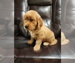 Small Photo #1 Golden Retriever Puppy For Sale in VANCOUVER, WA, USA