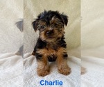 Small Yorkshire Terrier