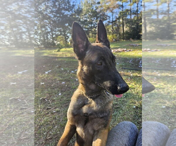 Medium Photo #2 Mutt Puppy For Sale in Stevens Point, WI, USA