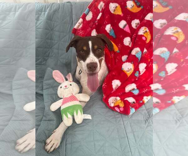 Medium Photo #3 Pointer-Unknown Mix Puppy For Sale in Woodbury, NY, USA