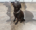Small Photo #1 Labrador Retriever Puppy For Sale in INDIANAPOLIS, IN, USA