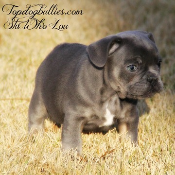 Medium Photo #1 French Bulldog Puppy For Sale in CANTON, GA, USA