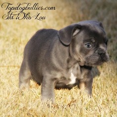 French Bulldog Puppy for sale in CANTON, GA, USA