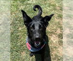 Small #3 German Shepherd Dog
