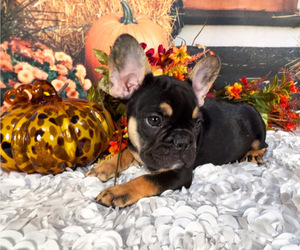 French Bulldog Puppy for sale in HUDSON, CO, USA