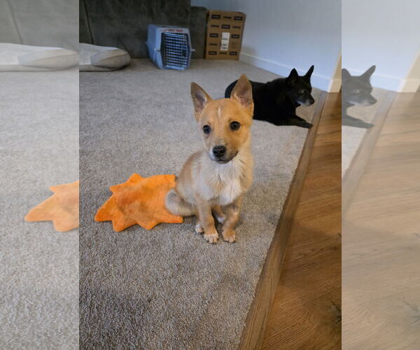 Medium Photo #4 Mutt Puppy For Sale in Sandy, UT, USA