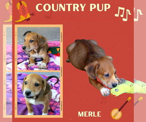 Mutt Dogs for adoption in Lindsay, CA, USA