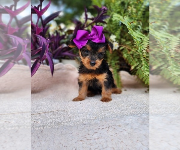Medium Photo #3 Yorkshire Terrier Puppy For Sale in INDIANAPOLIS, IN, USA
