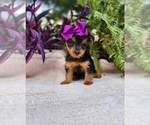 Small #2 Yorkshire Terrier