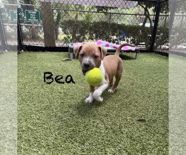 Medium Photo #1 Bulldog-Unknown Mix Puppy For Sale in Hilton Head, SC, USA