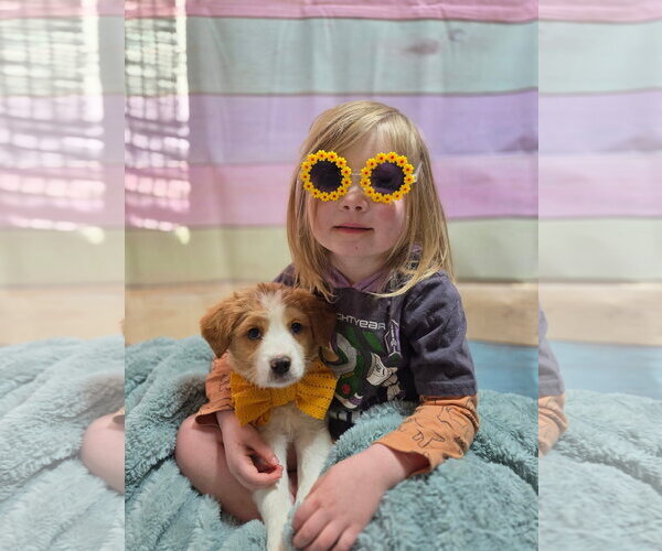 Medium Photo #3 Mountain Cur-Unknown Mix Puppy For Sale in New London, WI, USA