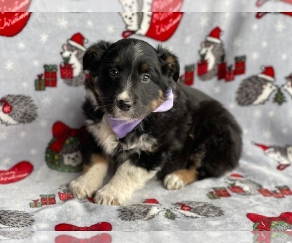 Medium Photo #2 Australian Cattle Dog-Border Collie Mix Puppy For Sale in LANCASTER, PA, USA