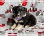 Small Photo #2 Australian Cattle Dog-Border Collie Mix Puppy For Sale in LANCASTER, PA, USA