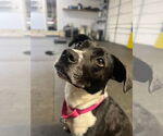 Small #4 Mutt