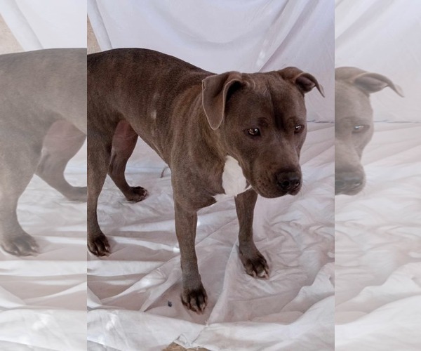 Medium Photo #5 American Pit Bull Terrier-Unknown Mix Puppy For Sale in phoenix, AZ, USA