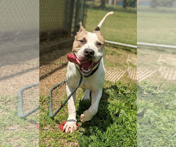 Medium Photo #10 American Pit Bull Terrier-Unknown Mix Puppy For Sale in Crete, IL, USA