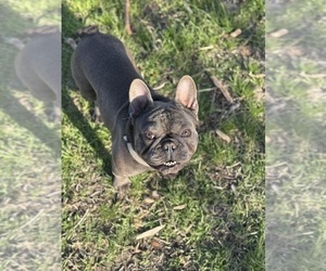Father of the French Bulldog puppies born on 04/17/2025