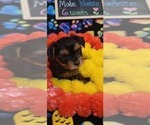 Small Photo #116 Yorkshire Terrier Puppy For Sale in AKRON, OH, USA