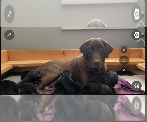 View Ad Labrador Retriever Litter of Puppies for Sale near Illinois