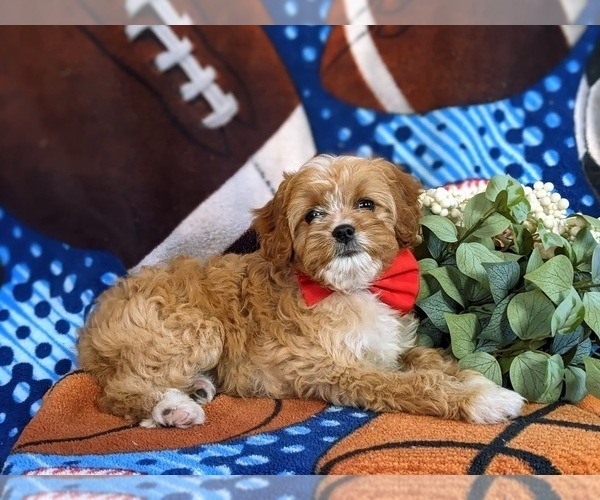 Medium Photo #5 Cavapoo Puppy For Sale in ATGLEN, PA, USA