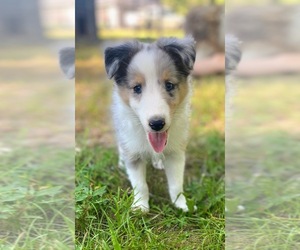 Shetland Sheepdog Puppy for sale in MOREHEAD, KY, USA