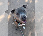 Small #4 American Pit Bull Terrier