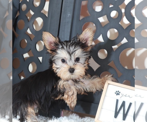 Medium Photo #2 Yorkshire Terrier Puppy For Sale in MOUNT VERNON, OH, USA