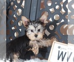 Small #1 Yorkshire Terrier