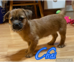 Small Photo #4 Mutt Puppy For Sale in Plainfield, IL, USA