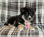 Small Photo #9 Pomsky Puppy For Sale in LAKELAND, FL, USA