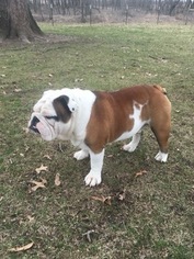 Father of the Bulldog puppies born on 07/20/2018