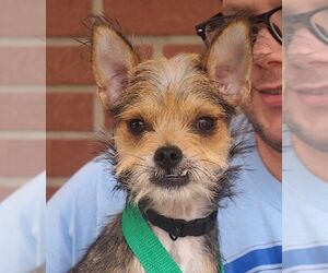 Mutt Dogs for adoption in Carrollton, TX, USA