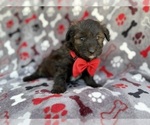 Small #4 Aussiedoodle Miniature 