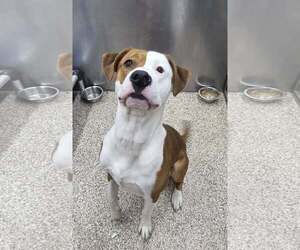 Mutt Dogs for adoption in Martinsburg, WV, USA